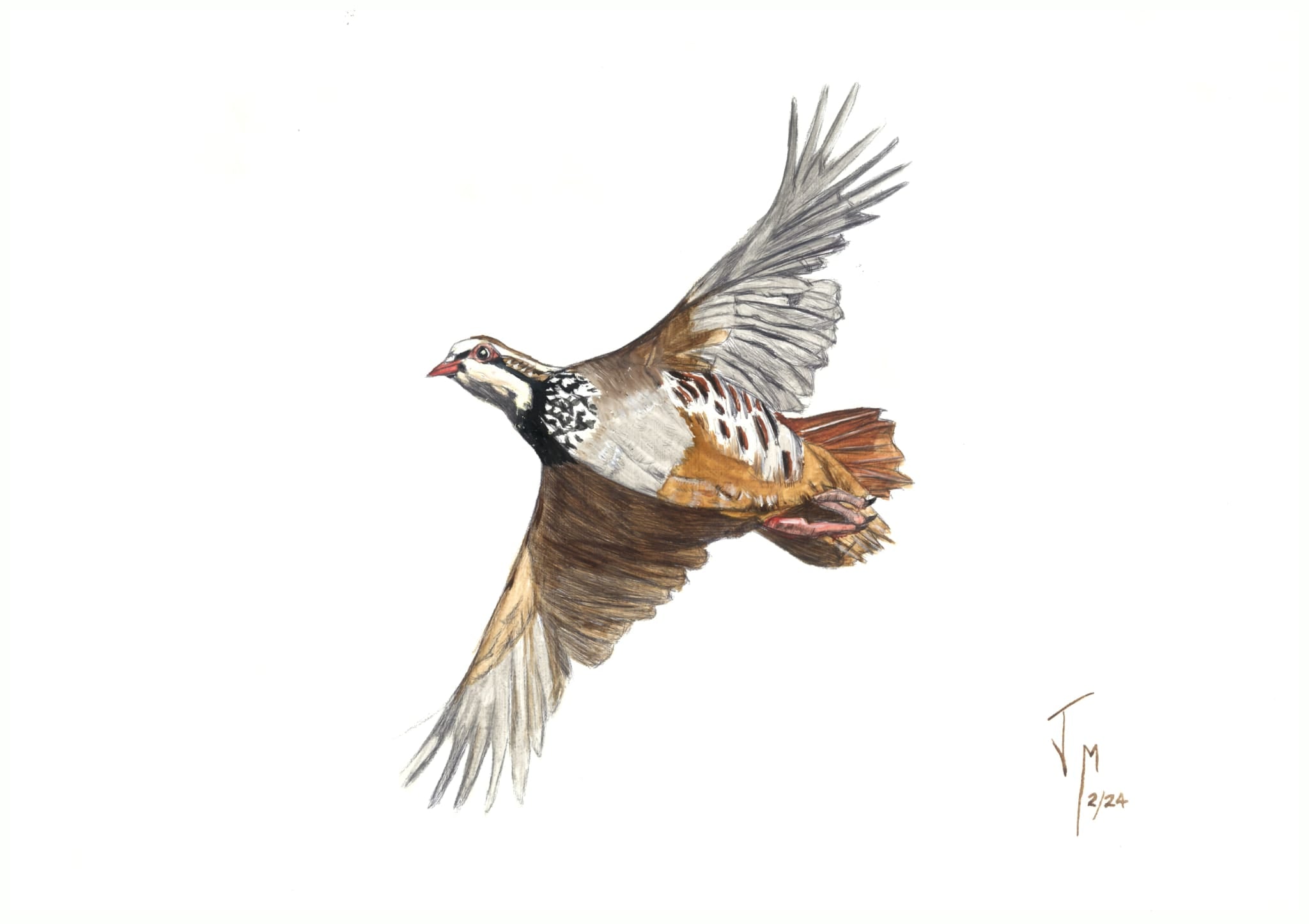 La reina del campo en pleno vuelo ( reproducción )- Jorge Manzanares