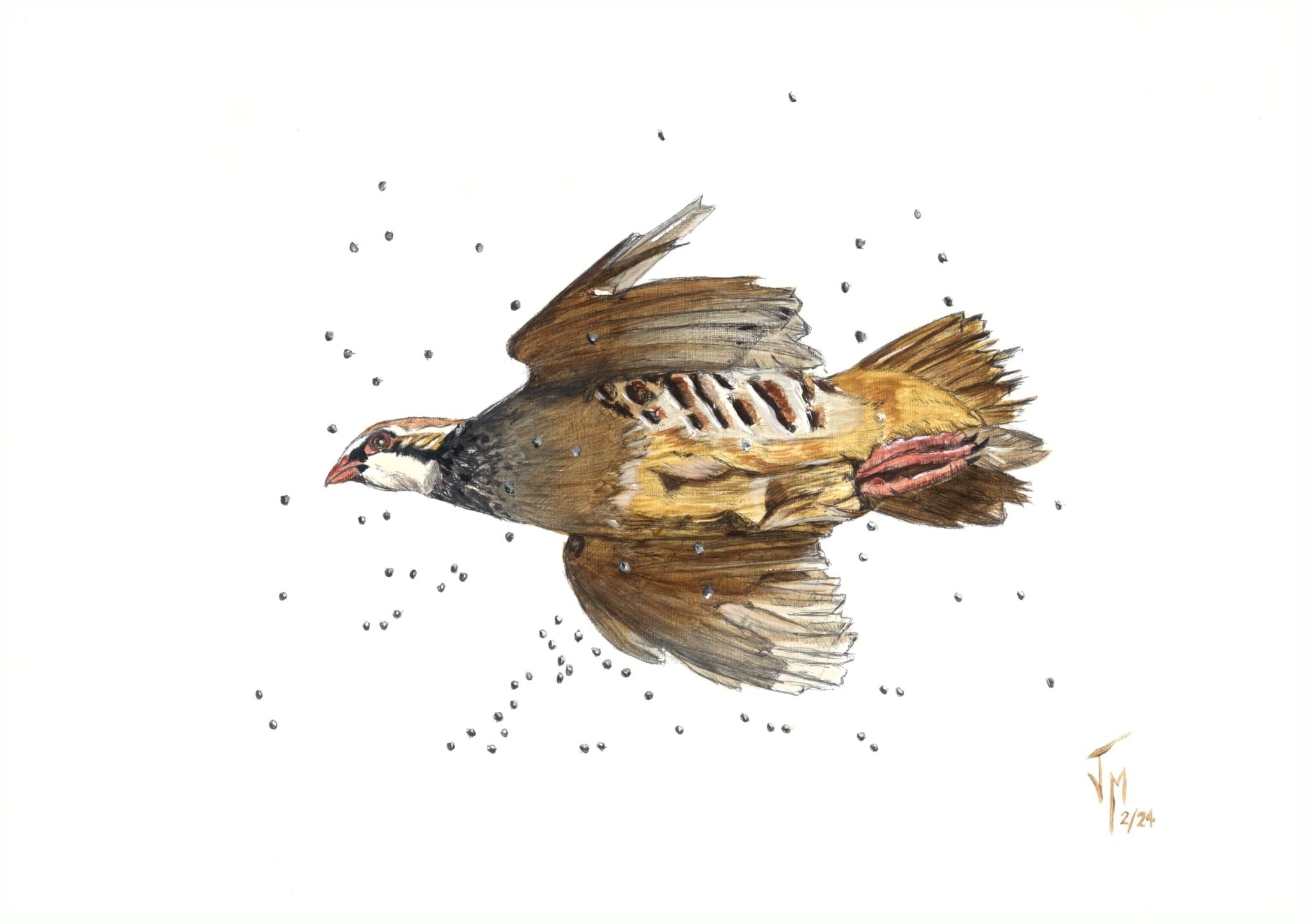 Red-legged Partridge (reproduction) - Jorge Manzanares
