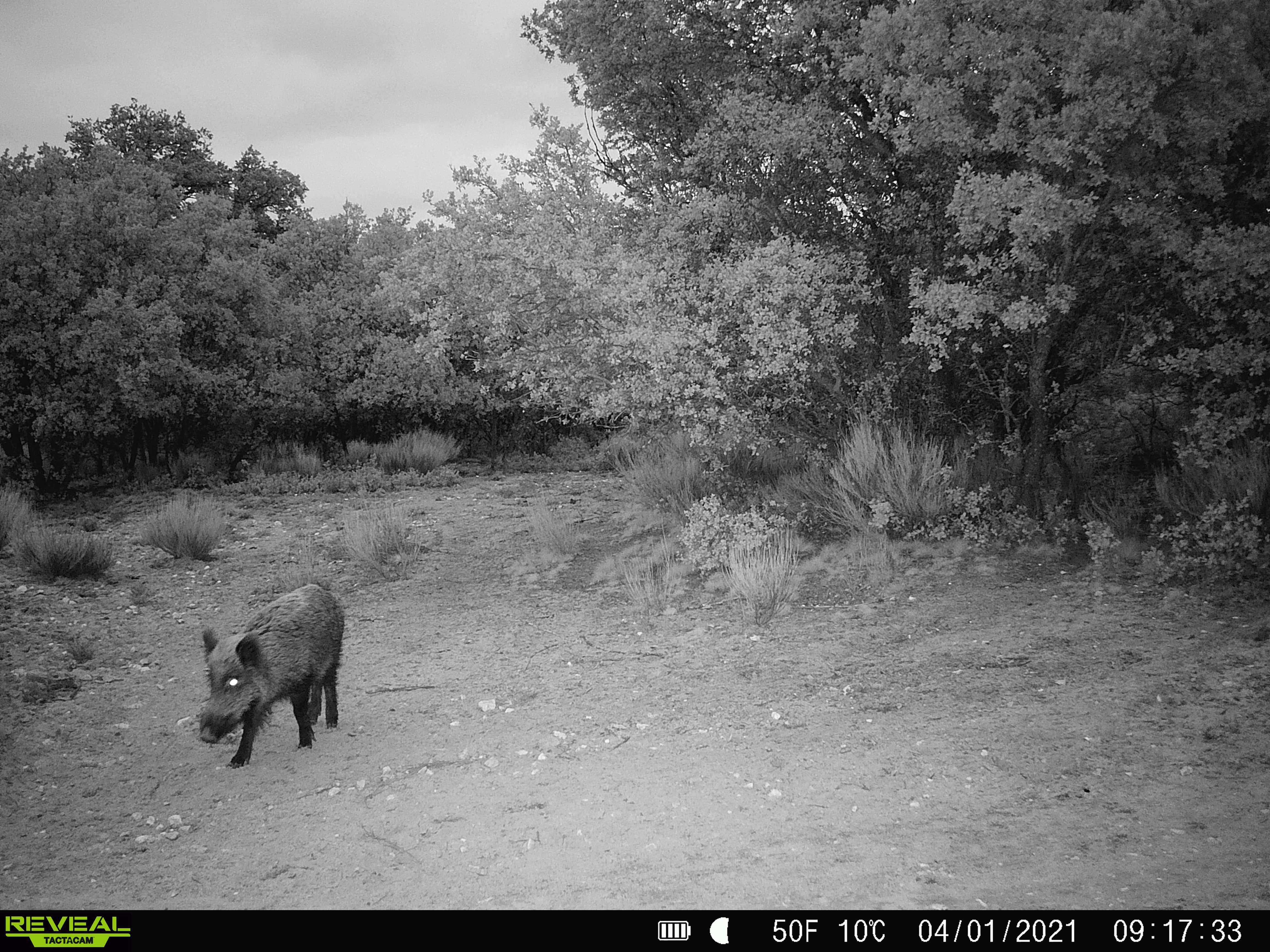 Tactacam Reveal X Gen 2.0 Camera Trap
