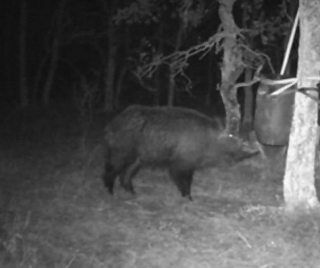 Bidón de 60L con Trampilla BSF Yimi - Young Wild Hunters