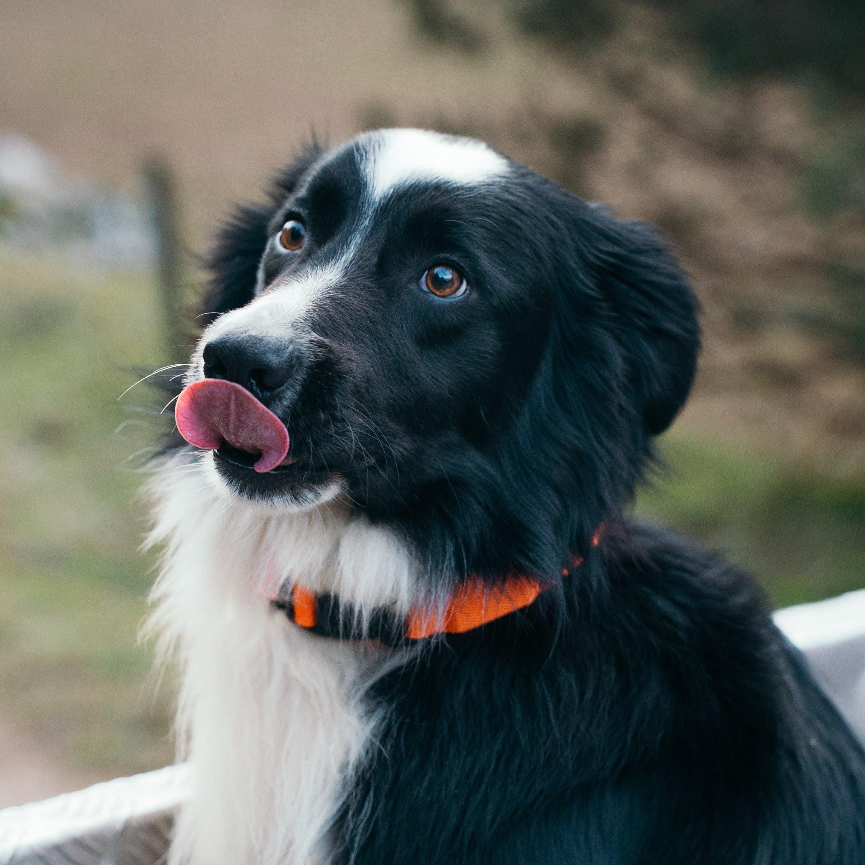 Collar Reflectante Perro YWH - Young Wild Hunters