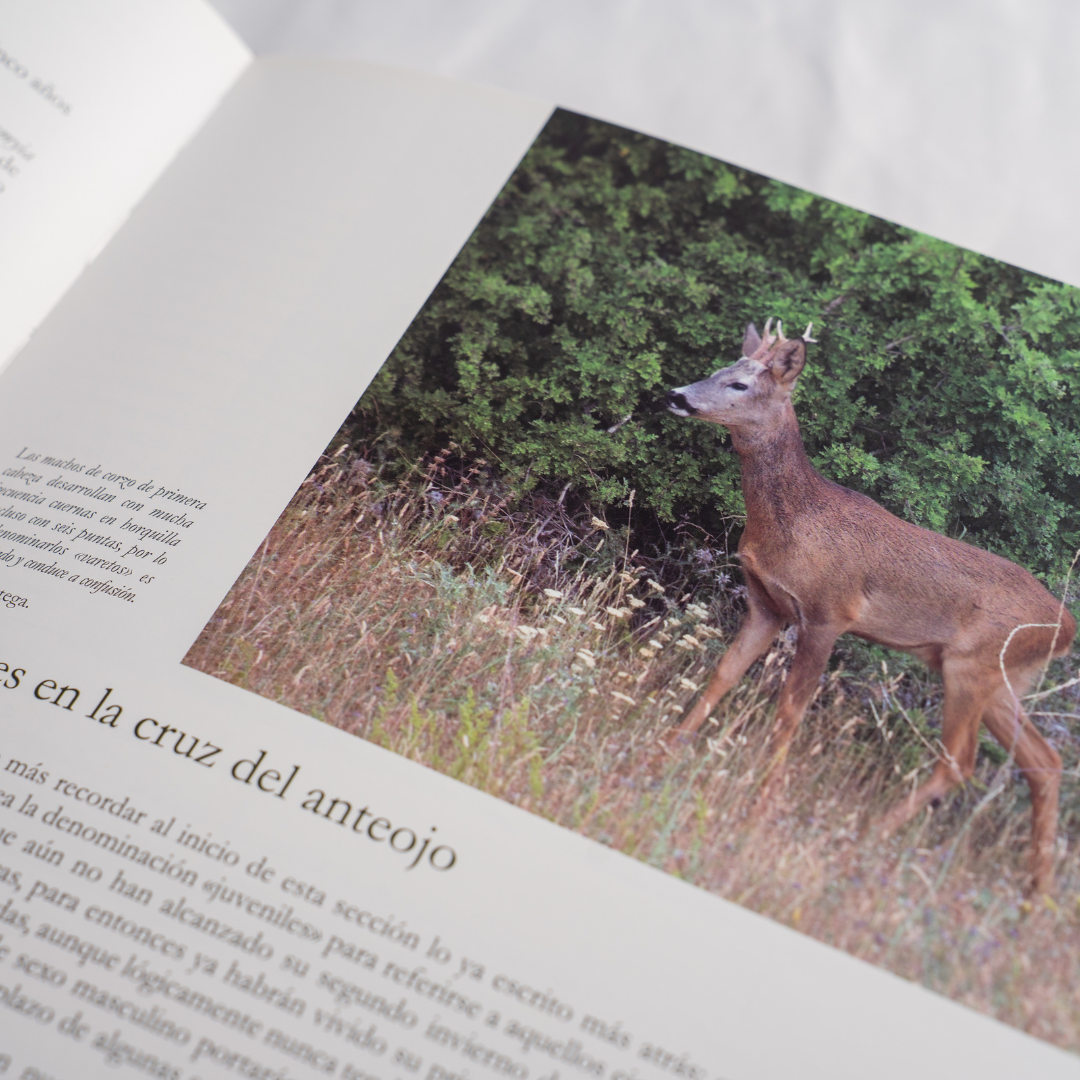 Más cosas de corzos: Por un necesario cambio de rumbo Pablo Ortega