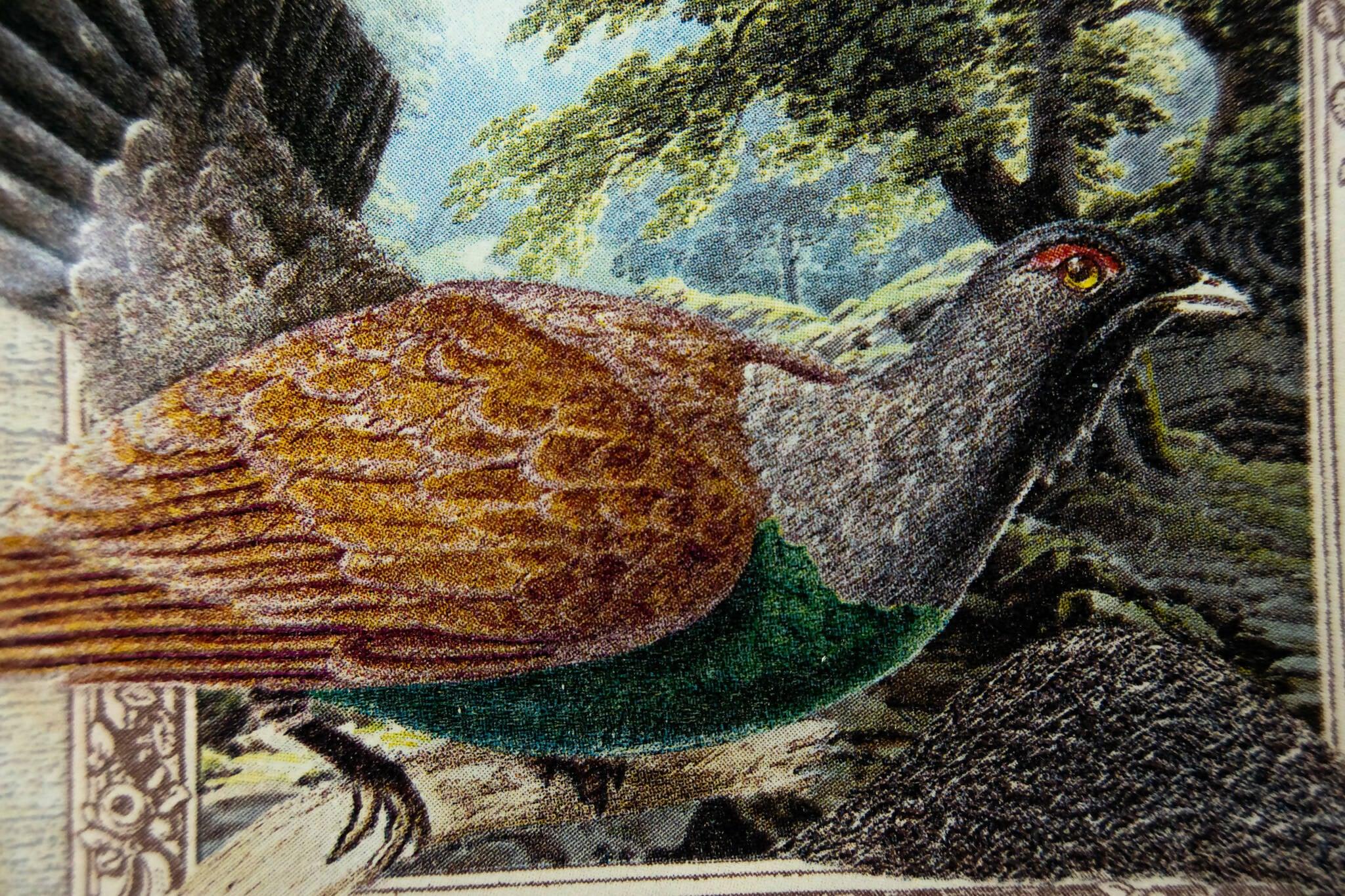 RETRATO SALVAJE Conjunto 4 piezas Tellerwelt - Young Wild Hunters