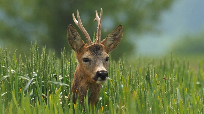 10 Must-Haves for Roe Deer Season