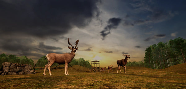 Fallow Deer Grass Meadow