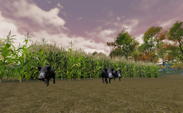 Wild Boar Corn Field