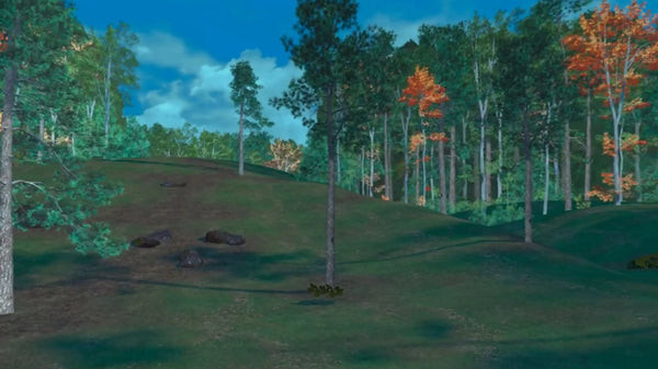 Wild Boar Hilly Forest