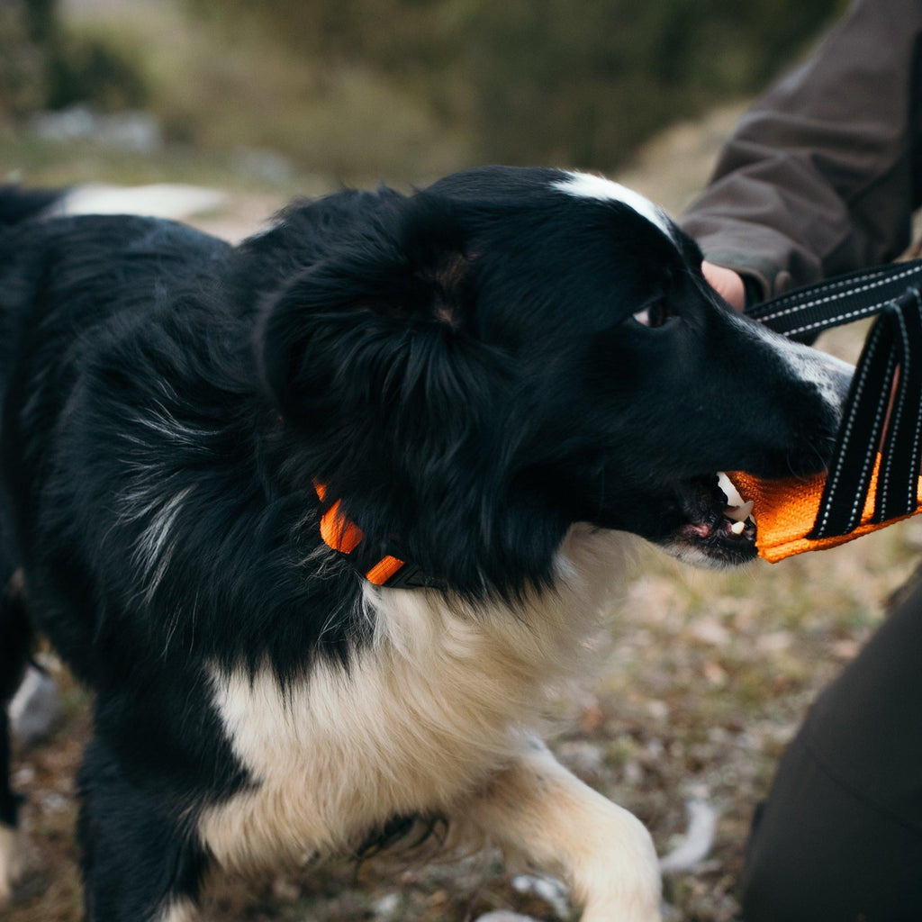 Juguete Perro YWH - Young Wild Hunters