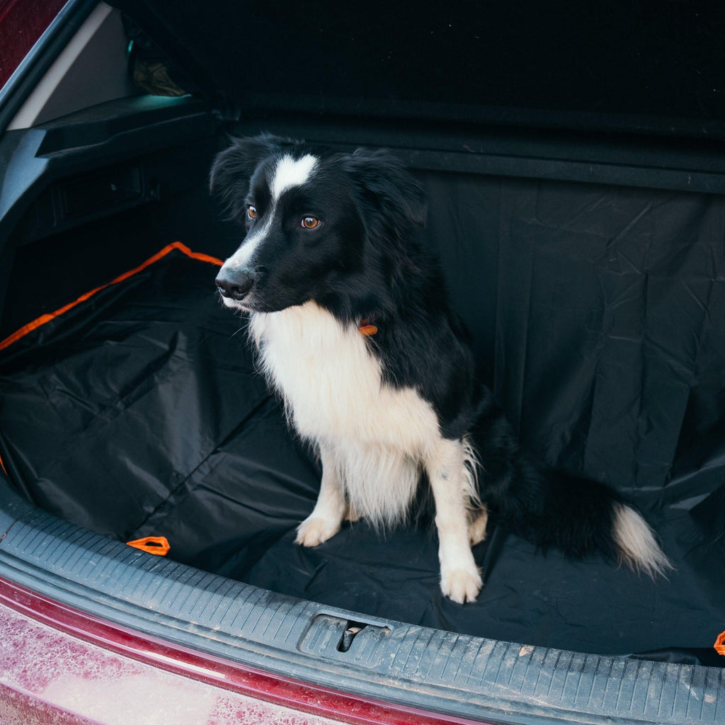 Pack Hamercan - Pienso + Pack Perro - Young Wild Hunters